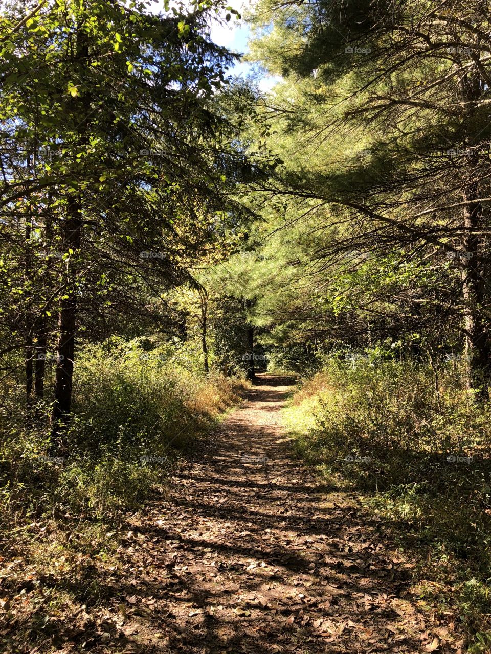 Trail through the woods