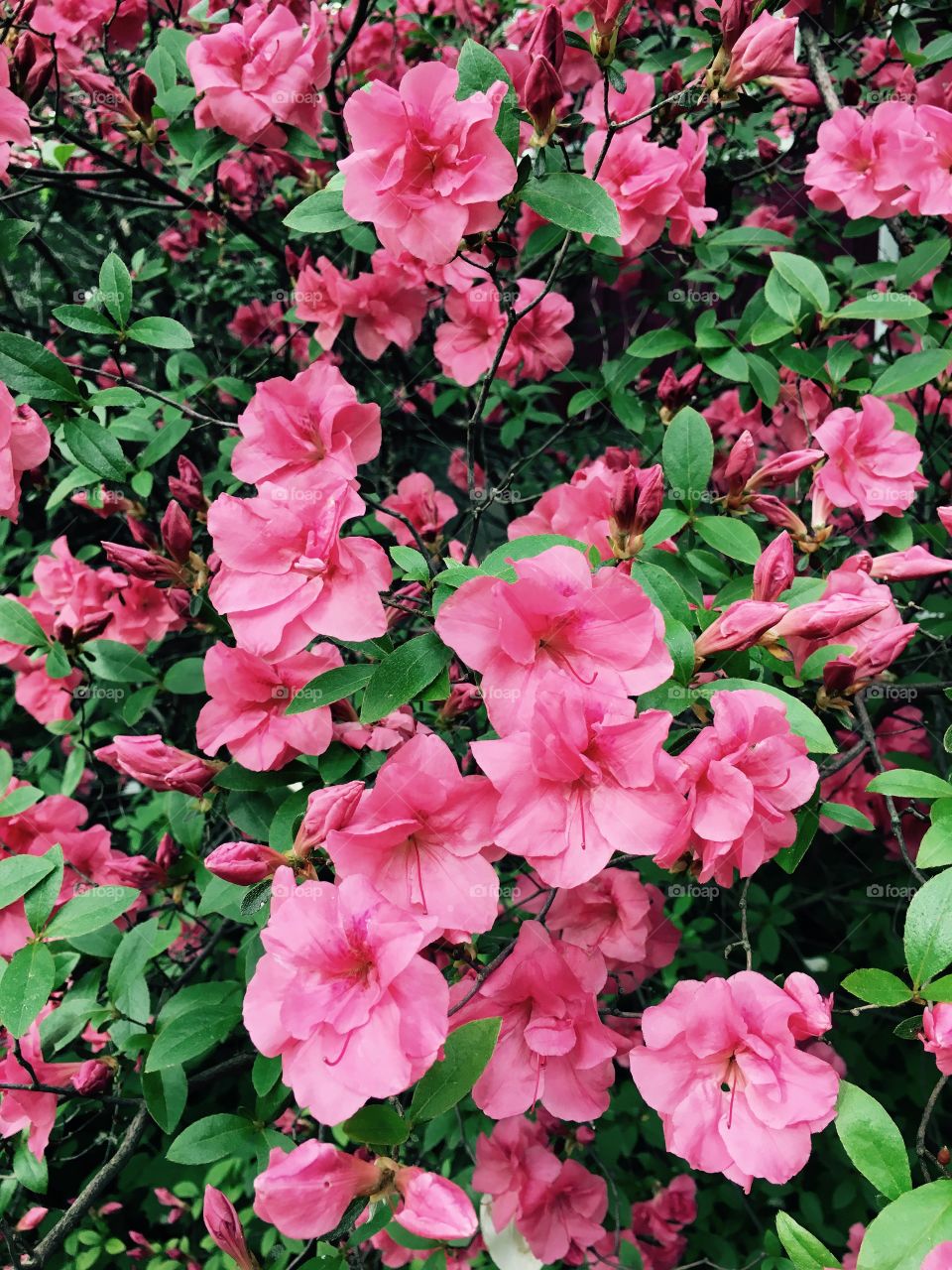 Salomon azalea in bloom