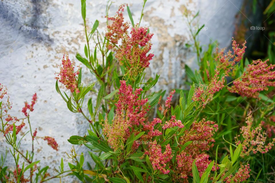 Urban nature: plants