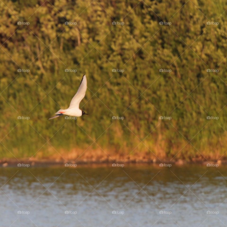 bird in flight over pond