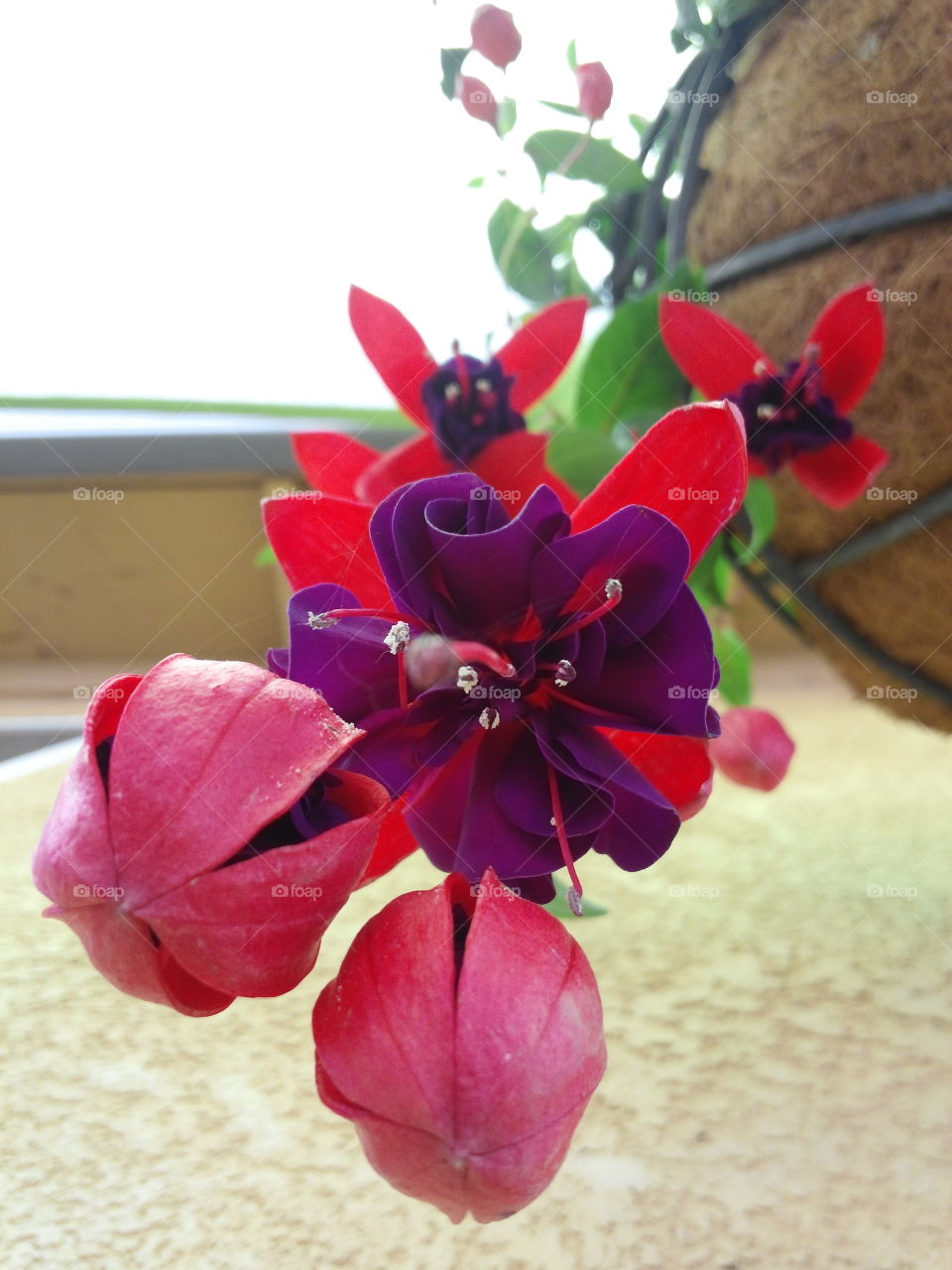 Fuchsia  flowers from bottom