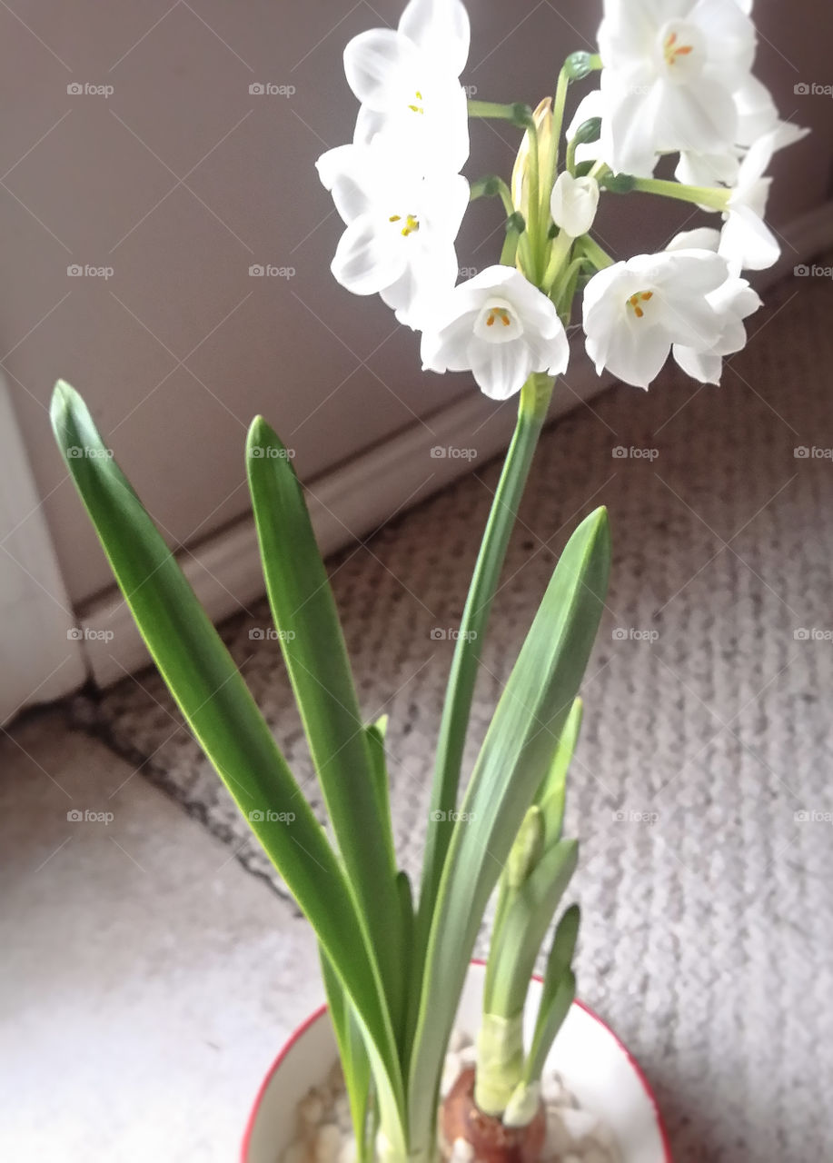 A white flower with a bulb growing out of rock inside