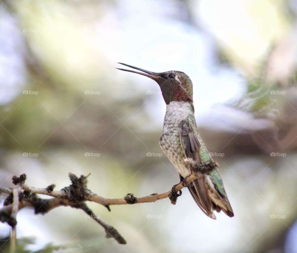 Ruby throated hummingbird on the twig