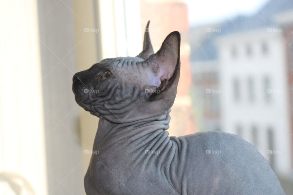 Black baby boy sphynx 2,5 months old