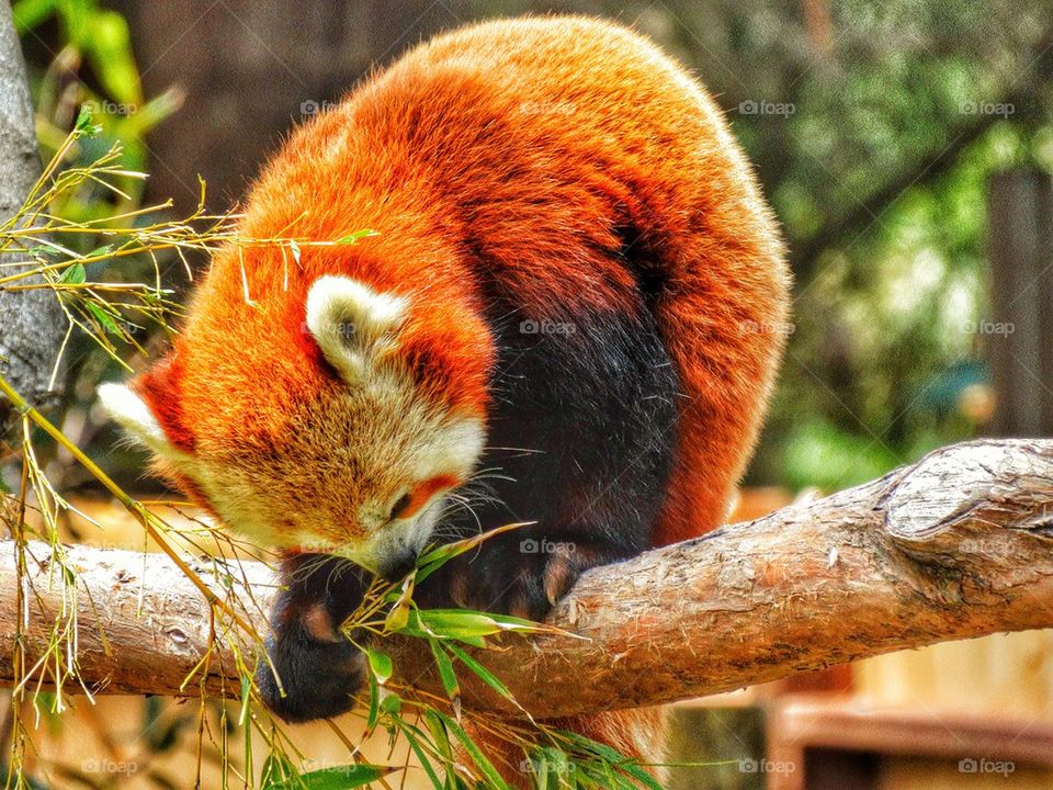 Red Panda