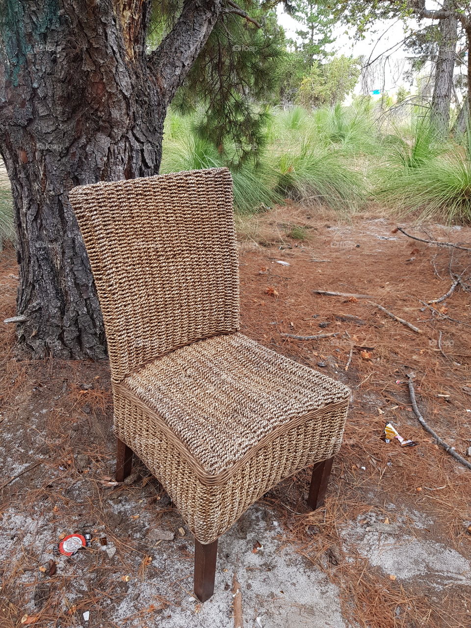 chair in forest