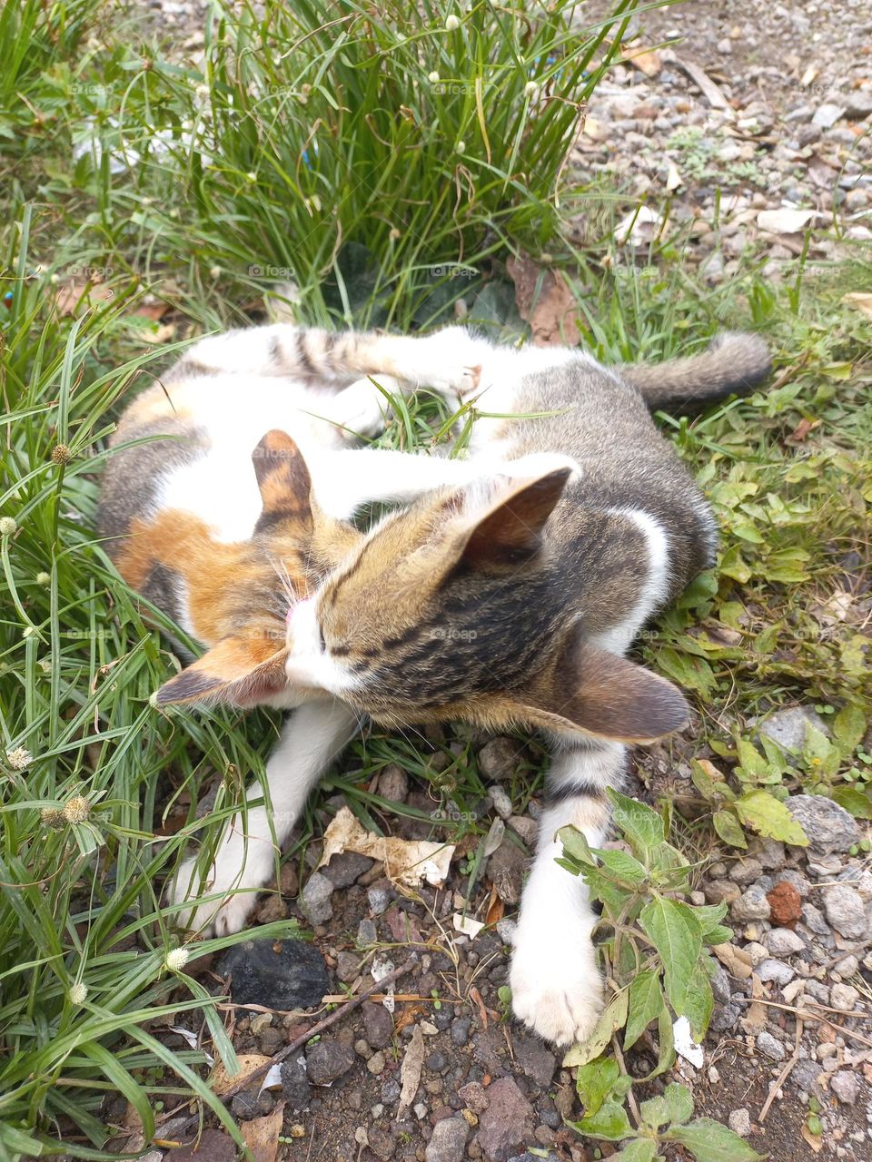 Cute kitten playing in the grass