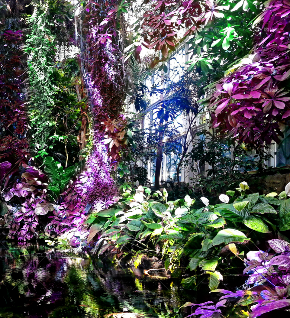 colored jungle