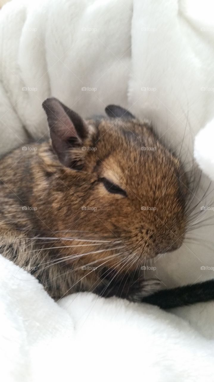 mimimalistic snaps
Degu Squirell storry