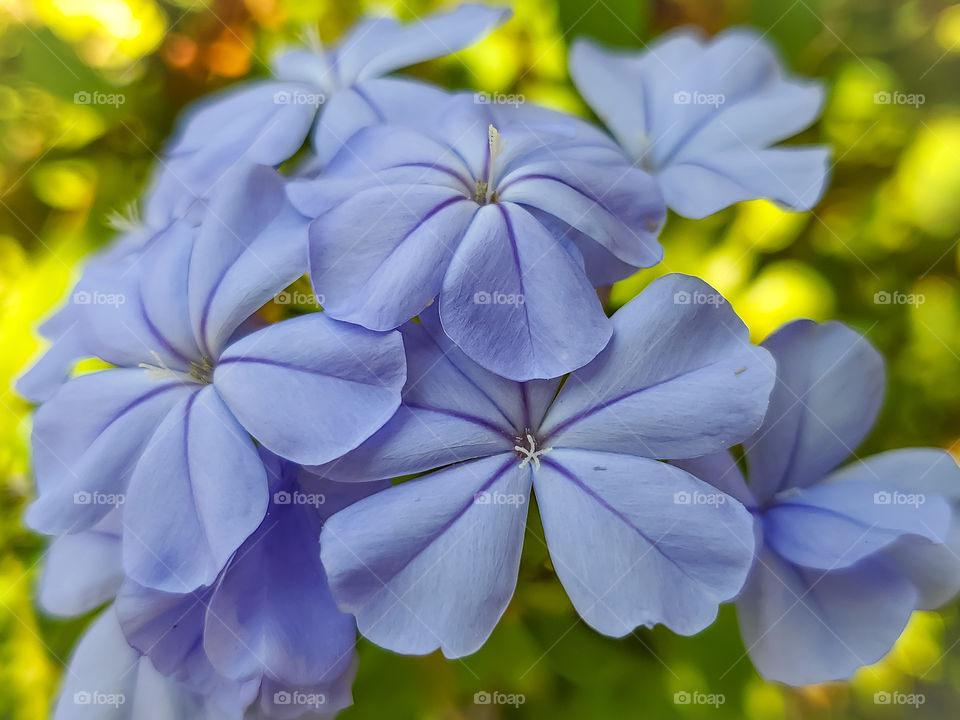 Cloae up of blue plumbago cluster flowers with fresh green land illuminated by sunlight in the background.