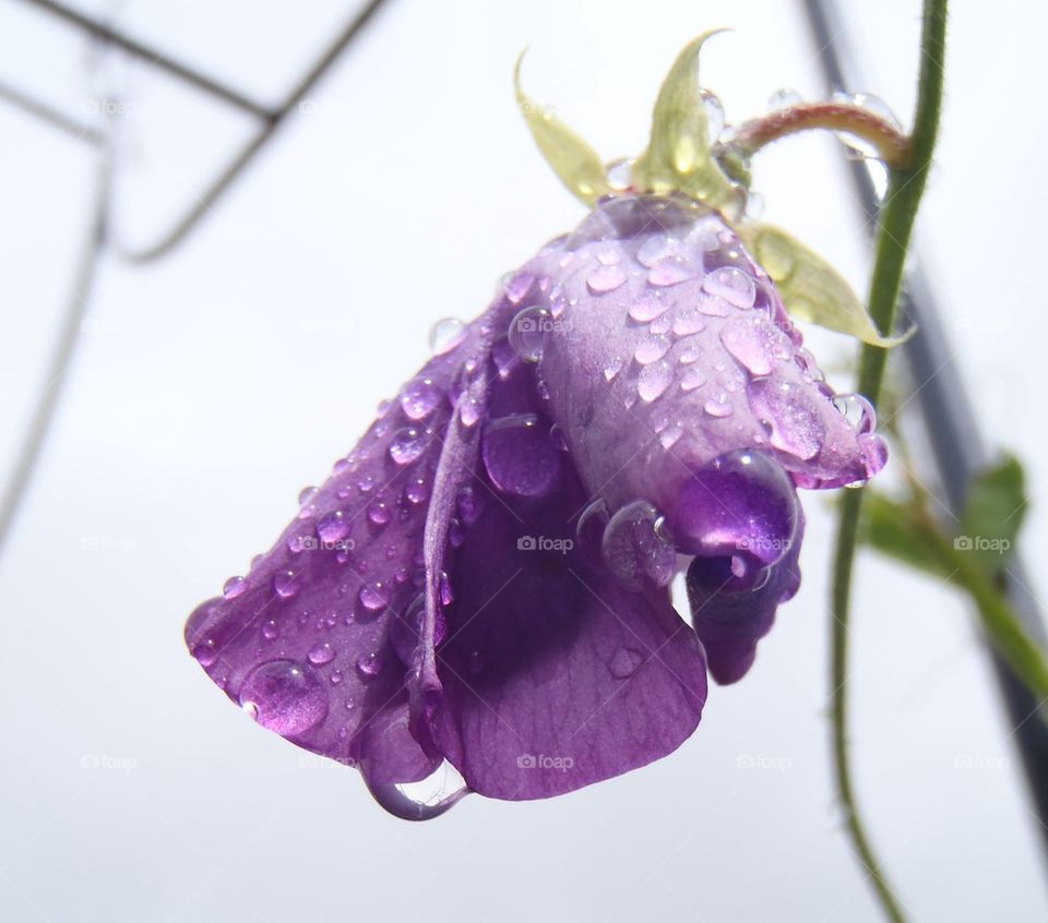 Raindrops on sweet pea