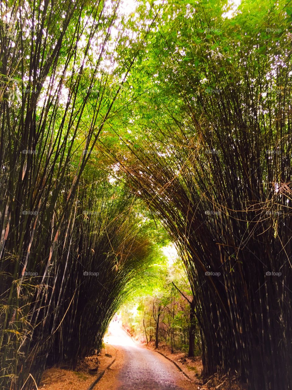 Footpath through bamboo trees