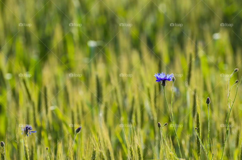 Cornflowers in a field of green wheat