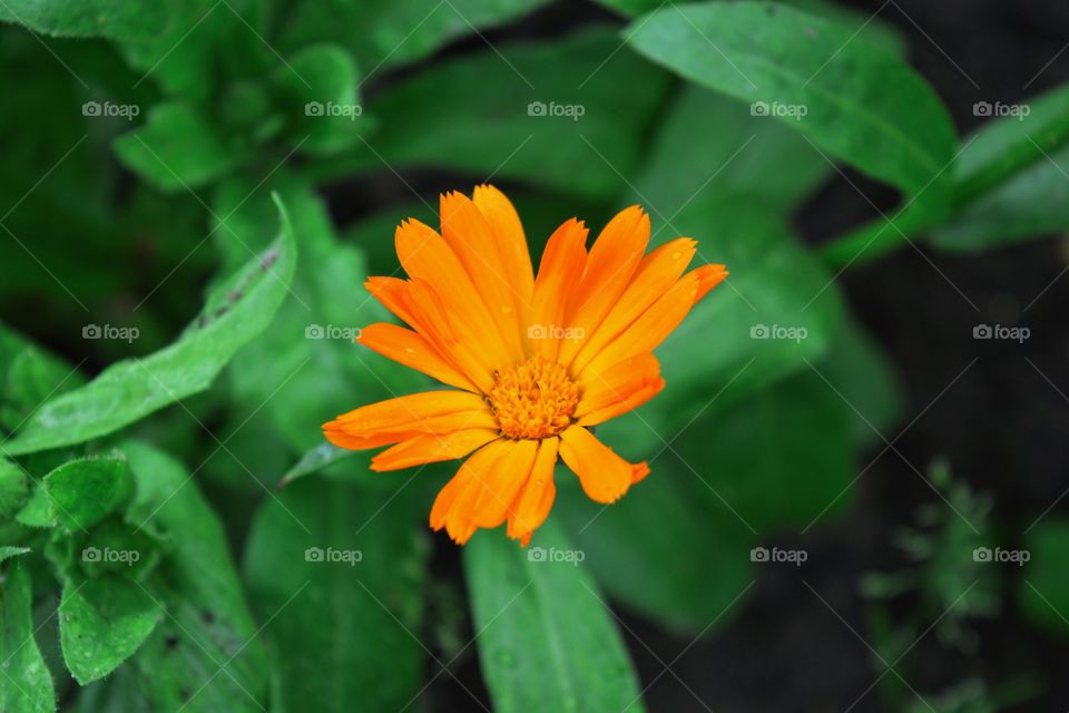 Closeup of orange flower on the garden.Macro photography