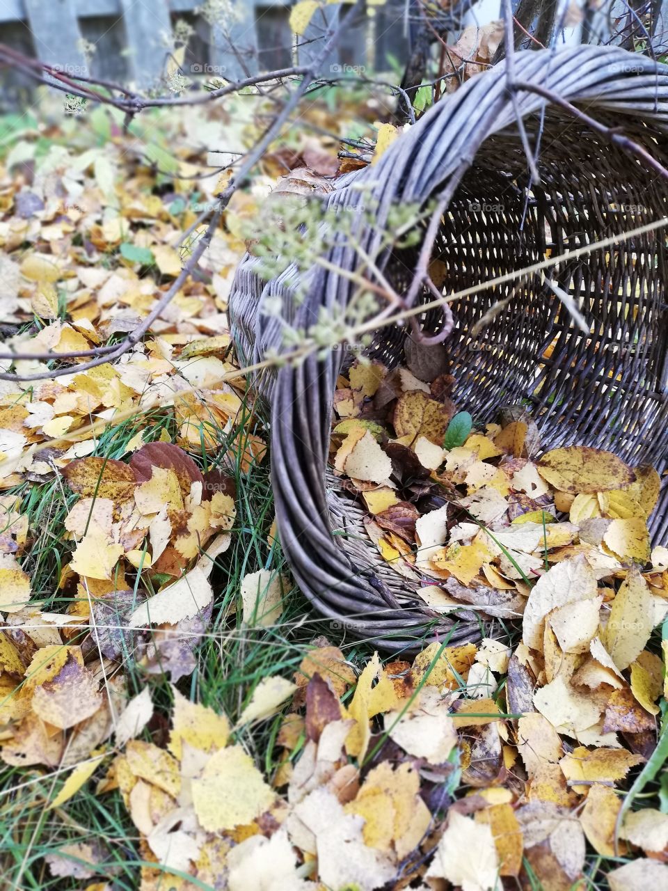 A grey rattan basket on its one side on the ground among the dry fallen leaves of the birch tree and green grass. Some leaves inside the container and a branch hanging above. In the background an unpainted fence.