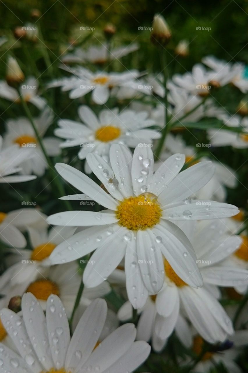 Close-up of white daisies