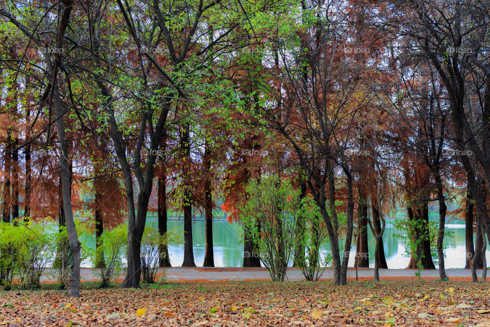 Autumn colors in the trees