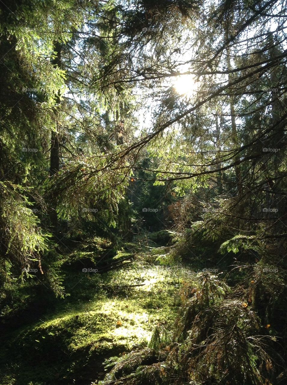 sweden forest haninge municipality other great outdoors by anetteaventyr