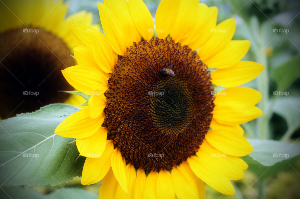 Sunflower Bee