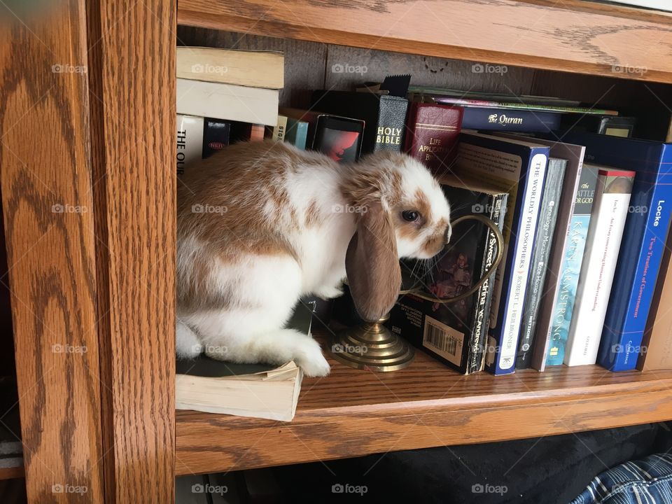Bunny in the Bookshelf