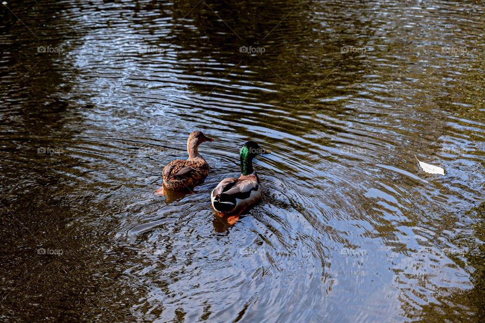 two ducks swimming away