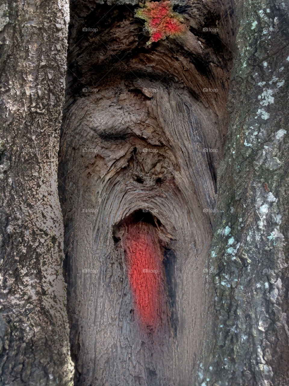 The Old Man In The Tree