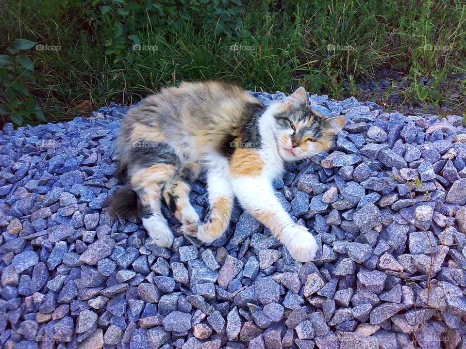 Cat Marusya
