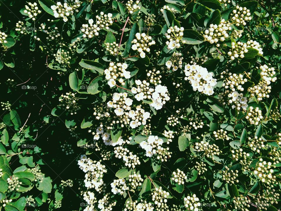 Flowering bush in the park of the city of Kiev, spring 2017