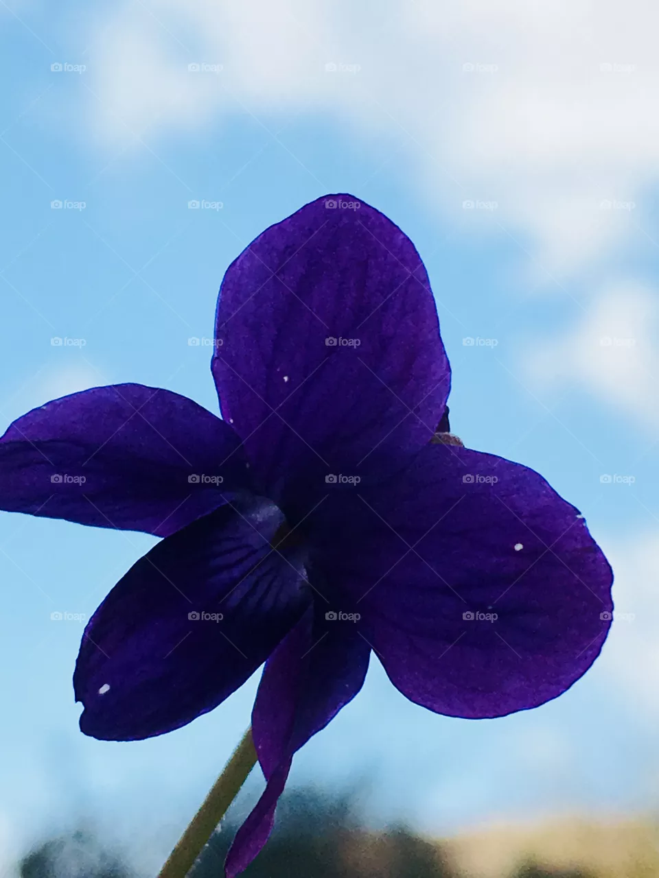 Violetta 