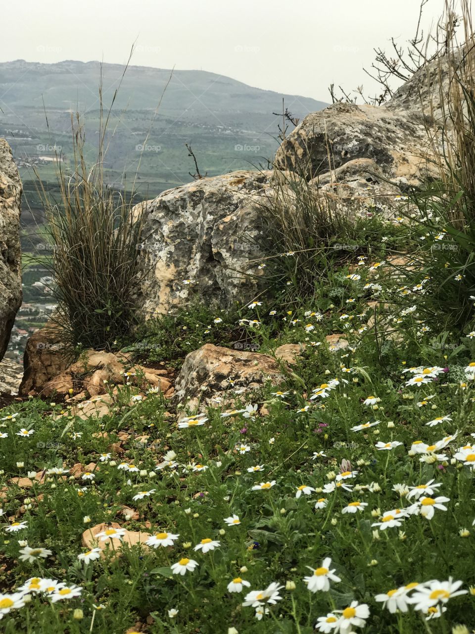 Nature Landscape Wild Flowers in Galilee, Israel. 