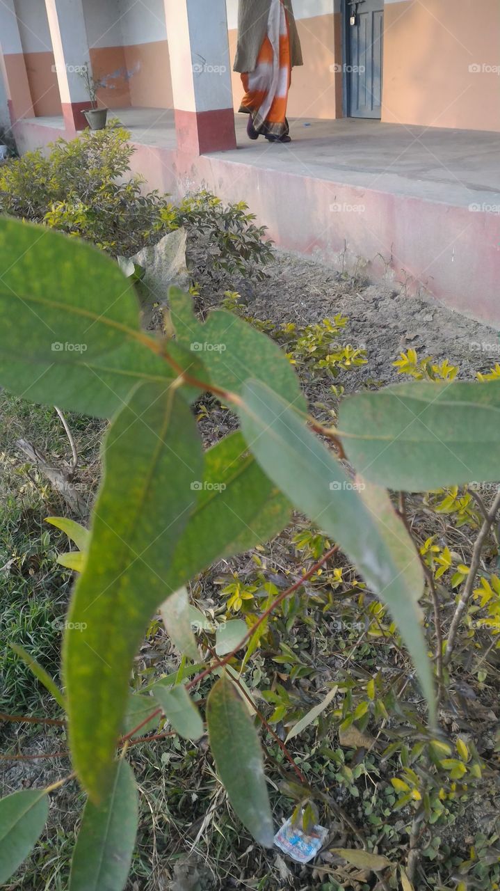 Leaf, No Person, Nature, Flora, Outdoors