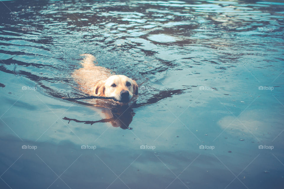 Yellow Lab Retriever Dog Fetching Stick from Pond