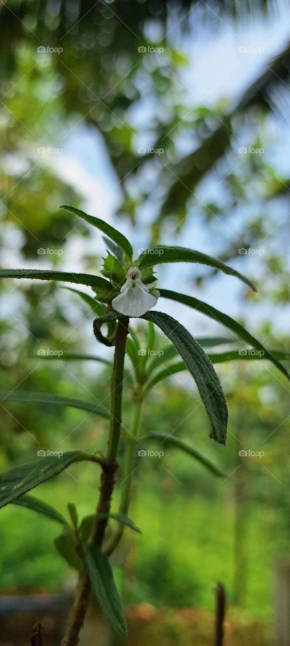 Leucas aspera ( thumba plant)