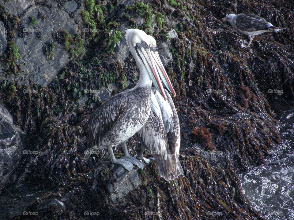 Beautiful pelicans