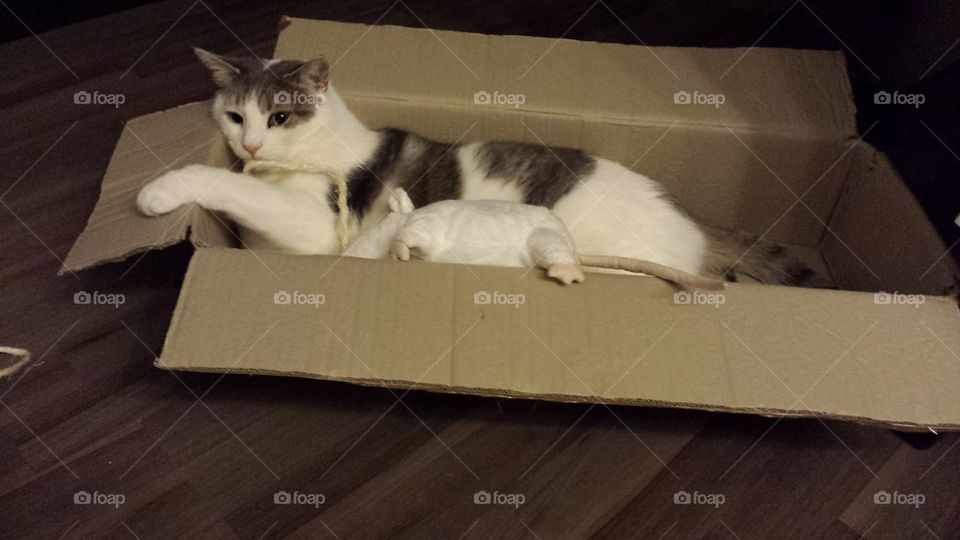 cat in a box