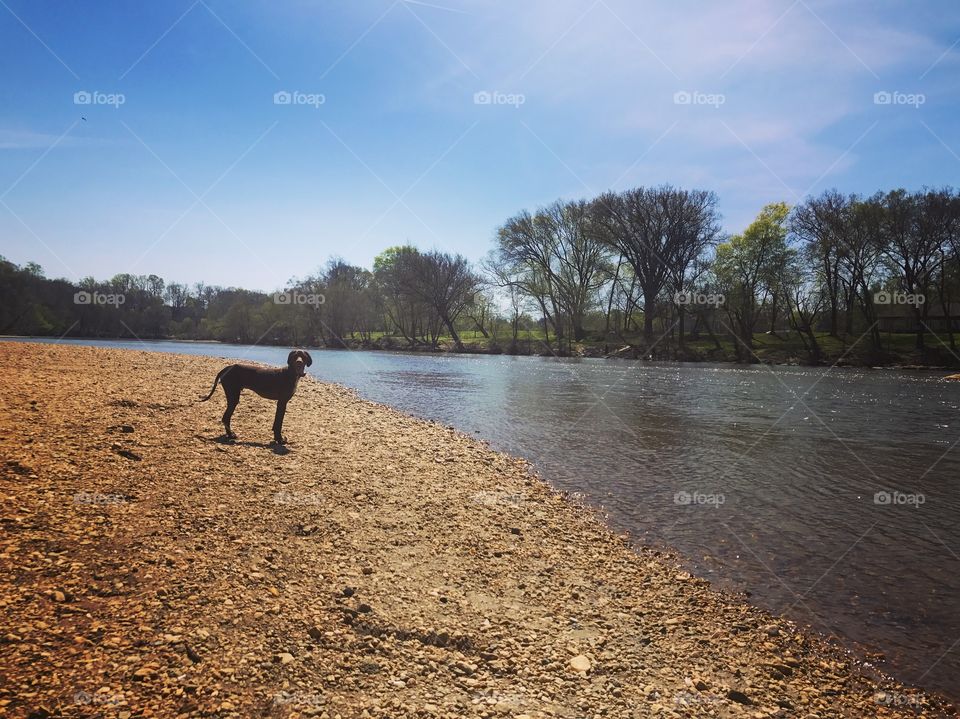 Dog at the river