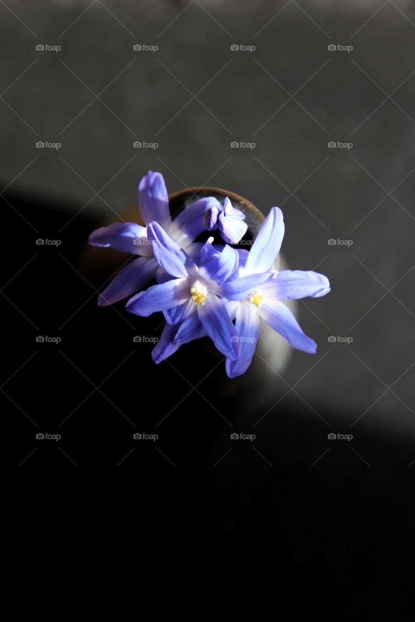 Close up of a small blue flower in vase against black background 