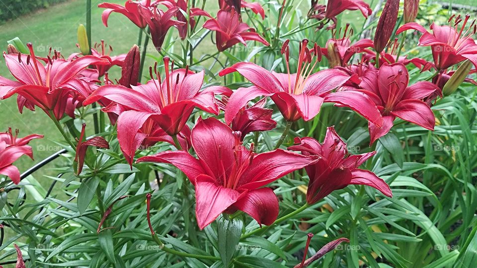 red Commander In Chief Lilly