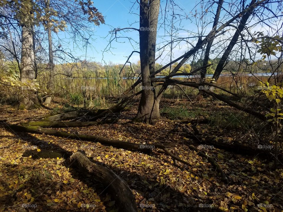 Woods - Beautiful Autumn Photos - Trees Minnesota Minneapolis : Ted Sellers