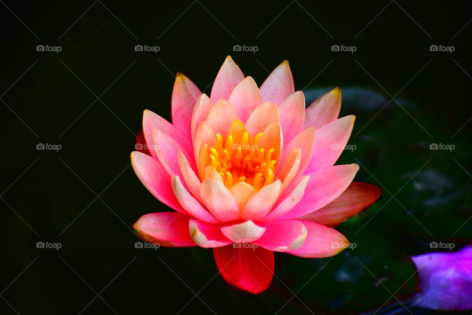 Beautiful Lilly in Indiana 