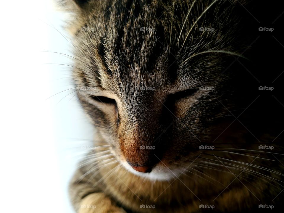 Tabby cat peacefully sleeping -close up with eyes closed