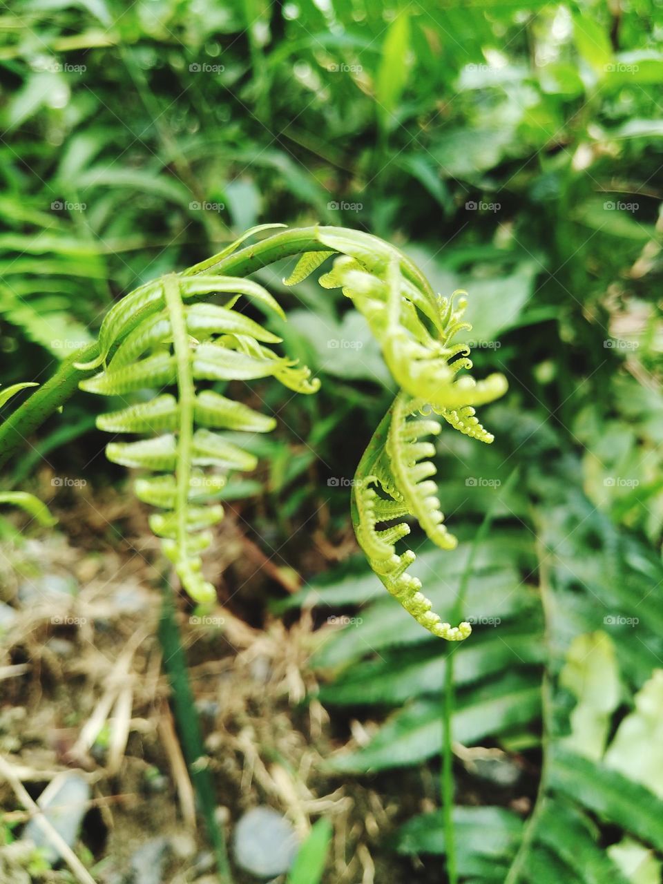 View of beautiful young ferns growing.