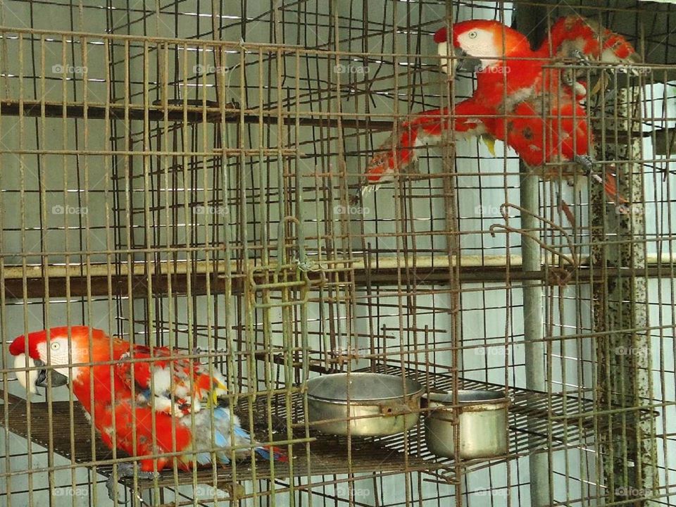 Scarlet Macaws