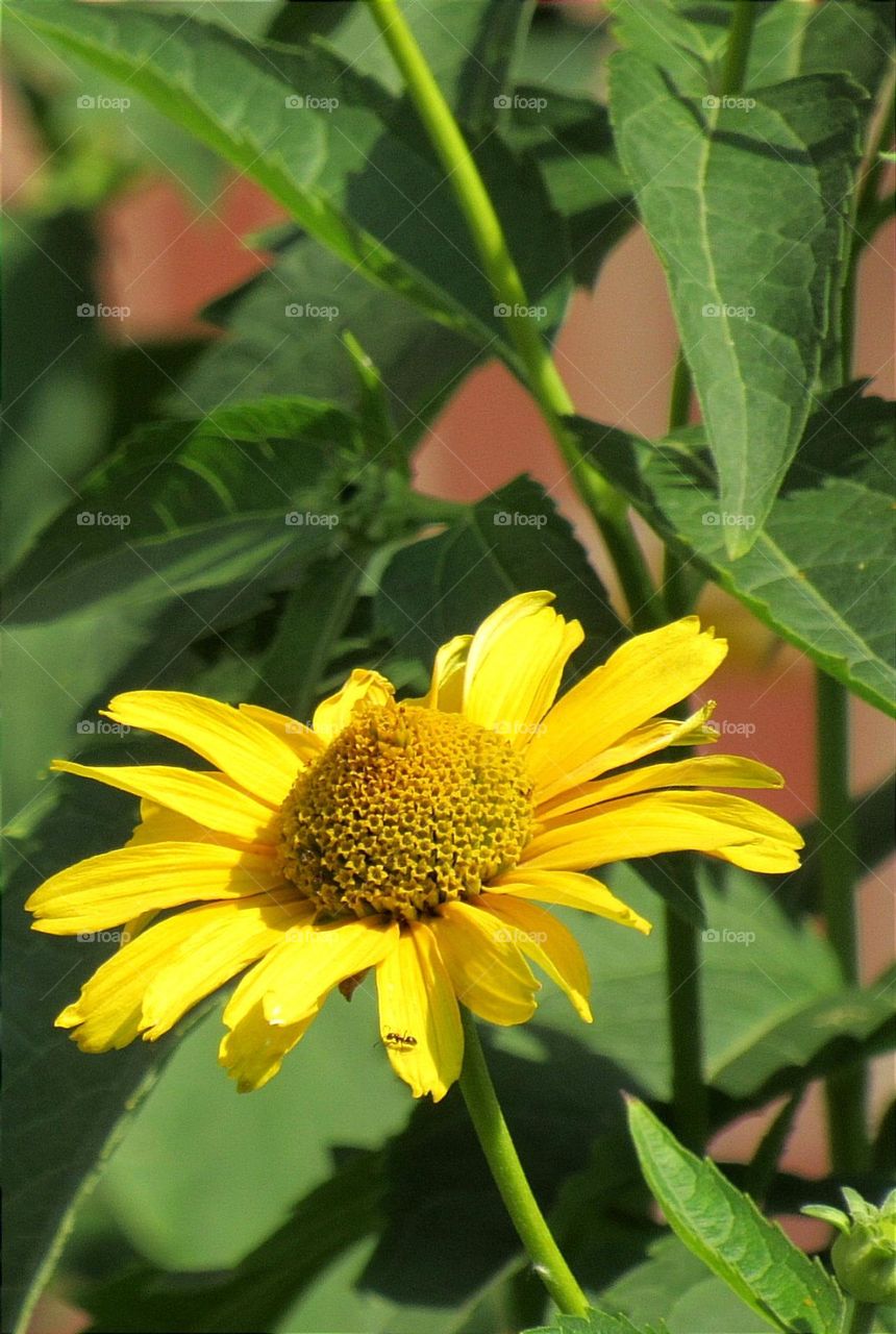 Ant on a sunflower