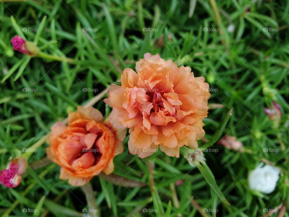 the Portulaca Grandiflora