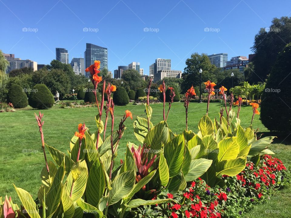 Boston Public Garden 