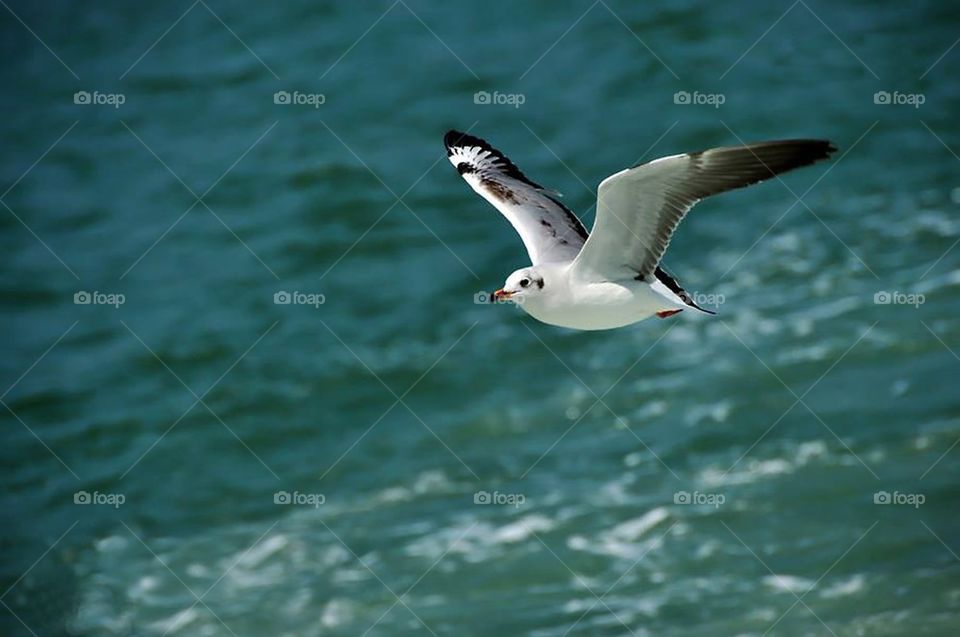 River-bird flying 