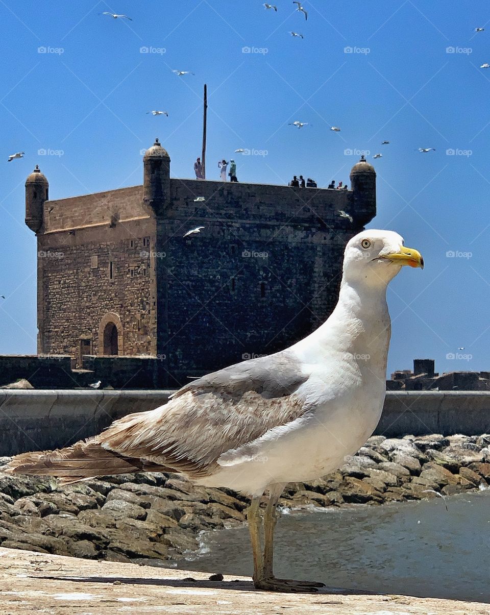 Essaouira 