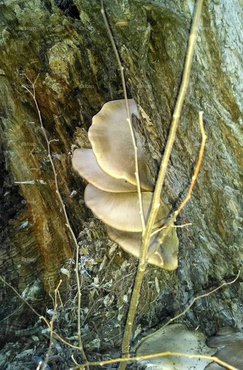 tree mushrooms