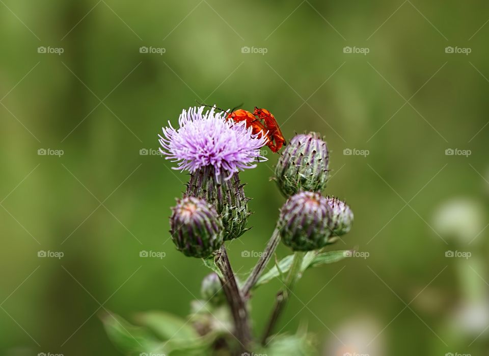 in garden